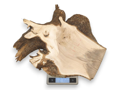 An irregular linden root burl with dark bark sits on a digital scale reading 2766.