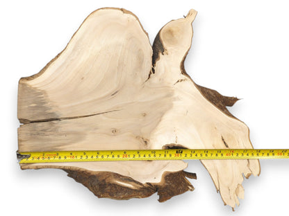 A yellow tape measure shows the width of a pale, raw-edged timber cross-section with cracks.
