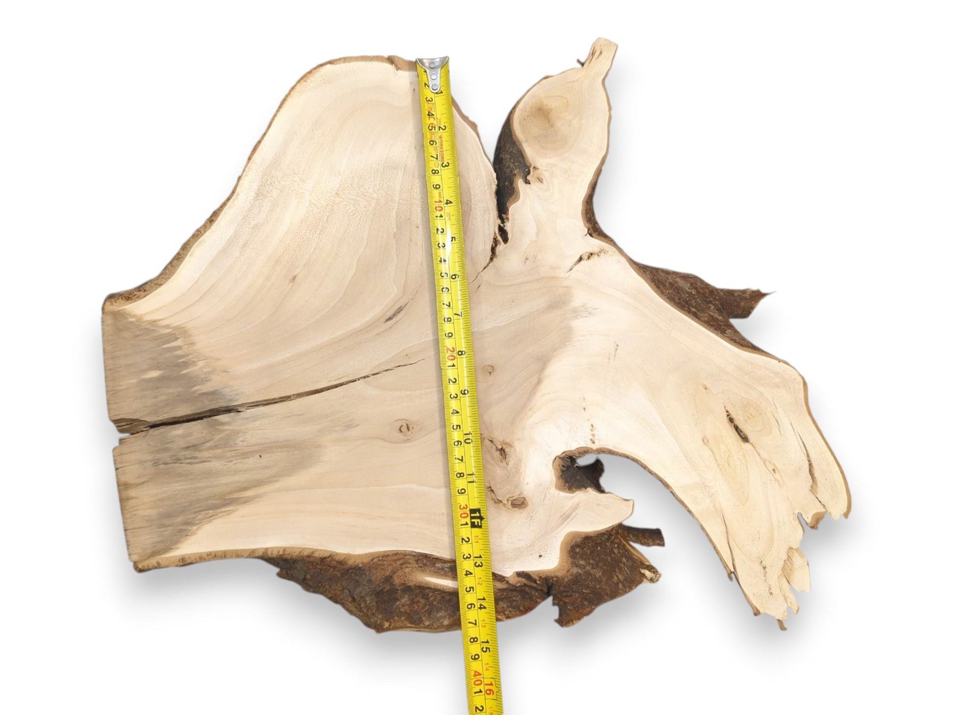 A yellow measuring tape runs down a pale, split wood slab showing its dark, gnarled bark.