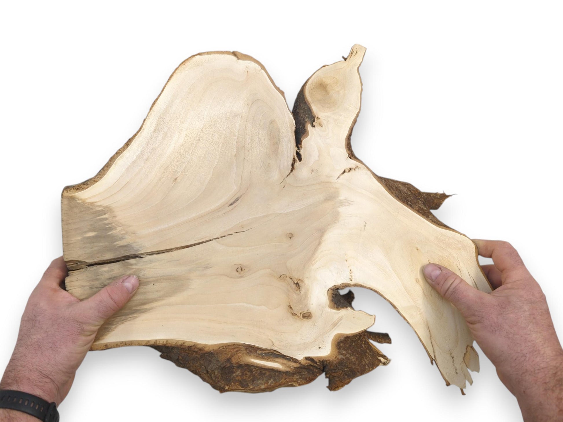 Hands present a pale, sanded wood burl featuring a dark central crack and rugged edges.