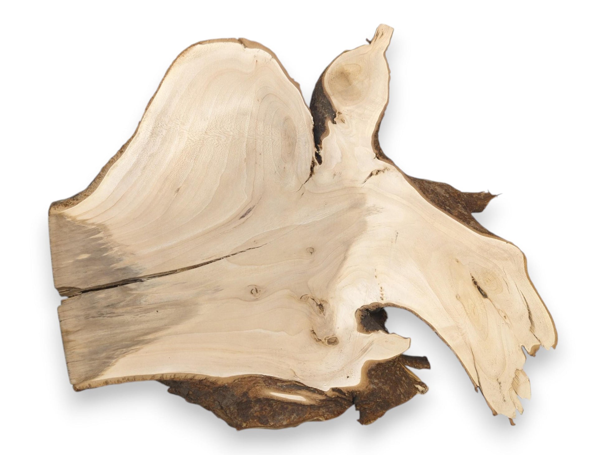 A pale linden root cross-section shows sweeping grain, gray staining, and a craggy live edge.