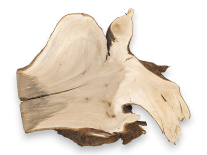 A pale linden root cross-section shows sweeping grain, gray staining, and a craggy live edge.