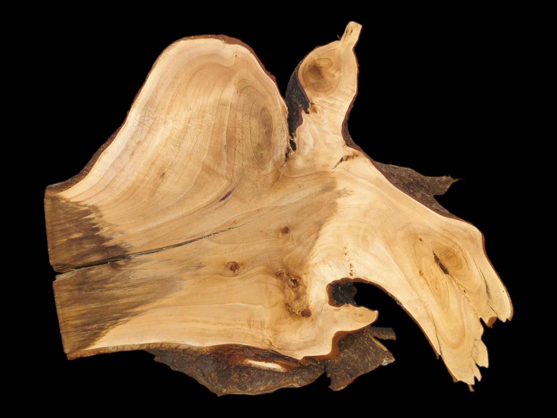 A bird-shaped timber cross-section shows sweeping grain and a dark, feathered stain on one side.
