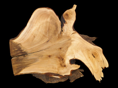 A bird-shaped timber cross-section shows sweeping grain and a dark, feathered stain on one side.