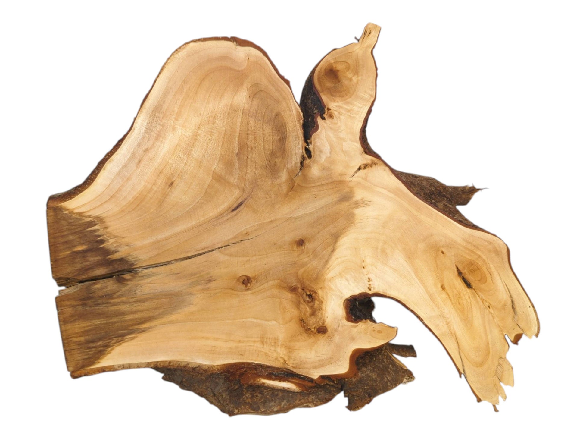 A raw linden burl features a wing-like projection, a large void, and dark staining.