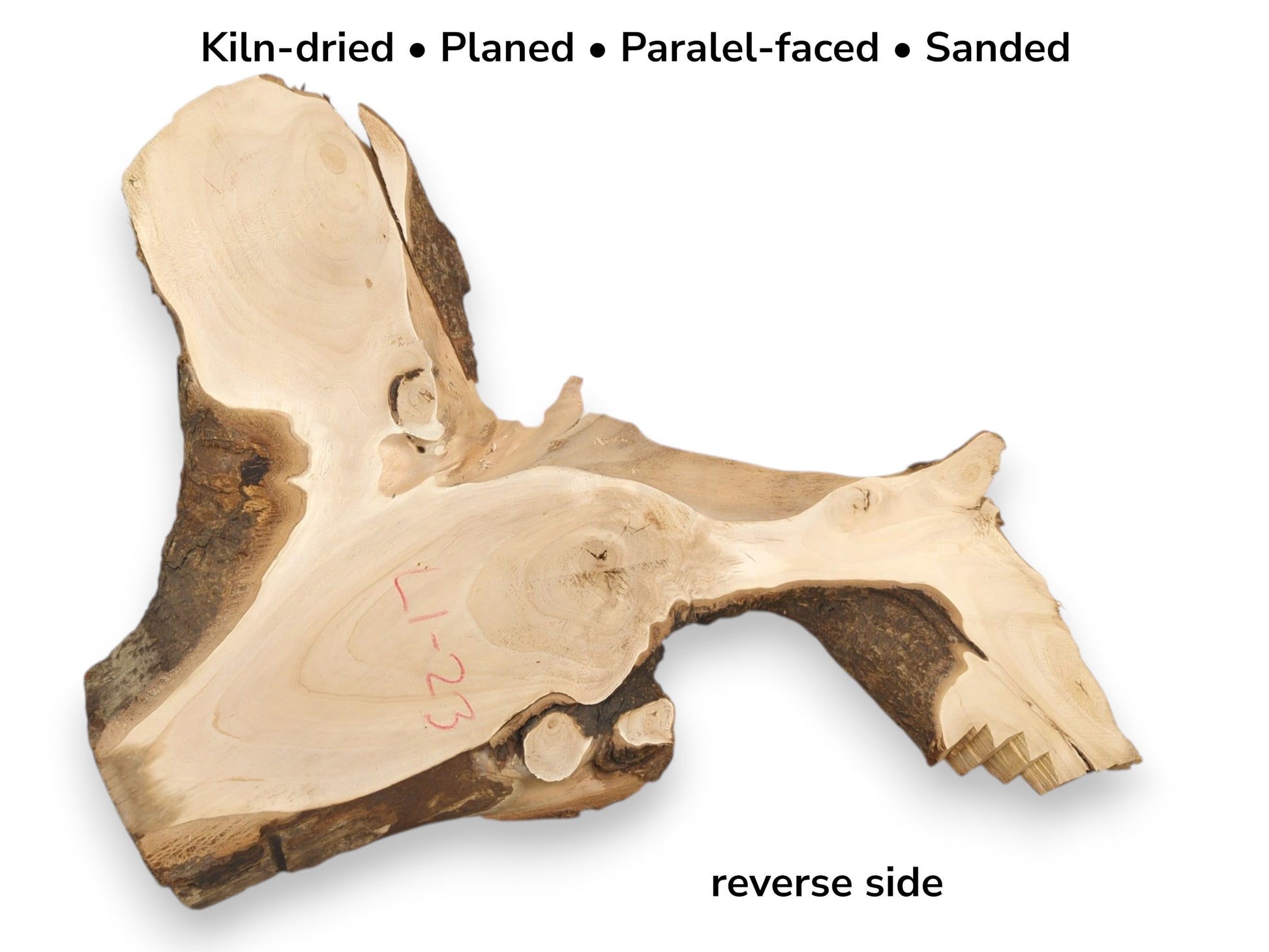 The reverse side of a planed linden root burl with an arching, bark-lined void.