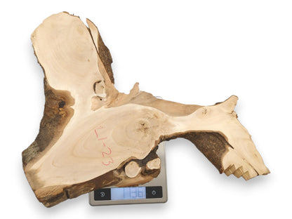 A uniquely shaped, pale wood burl with dark bark rests on a digital scale.