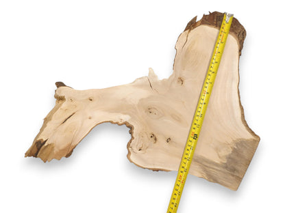 Gauging the dimensions of an irregular, light-toned timber section with a yellow ruler.