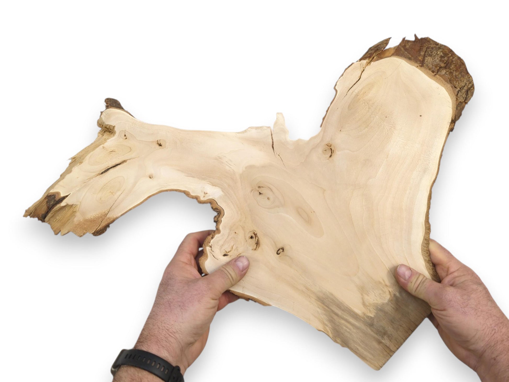 Two hands hold a pale, planed timber piece with a deep curve and bark edge.