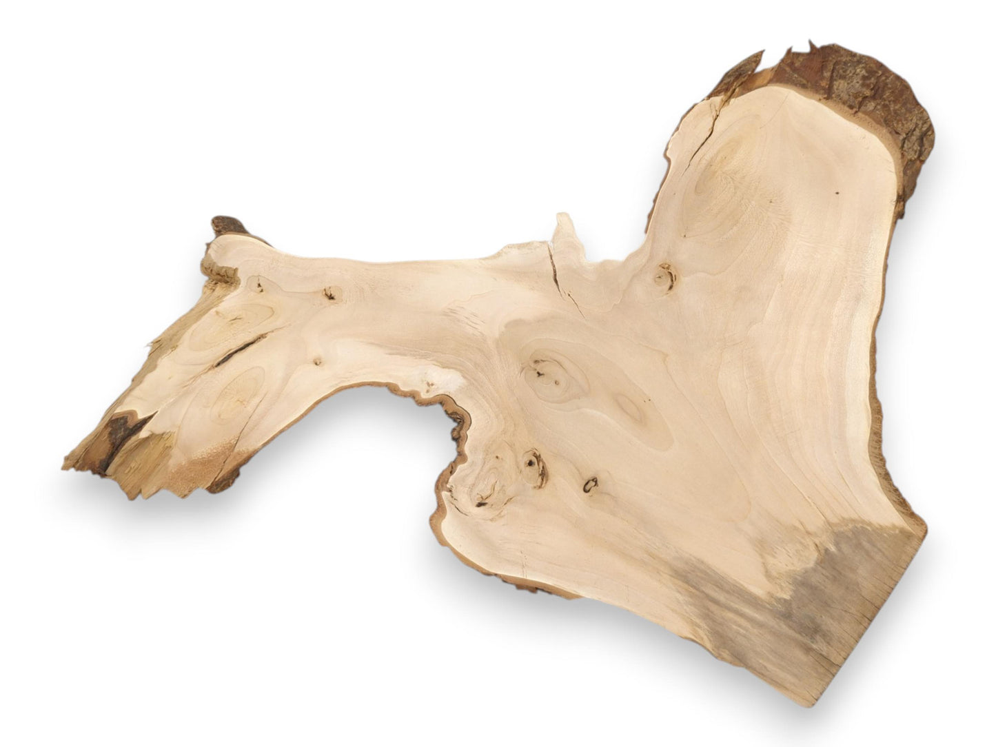 A pale, branching wood section displays swirling grain, dark knots, and a rugged live edge.