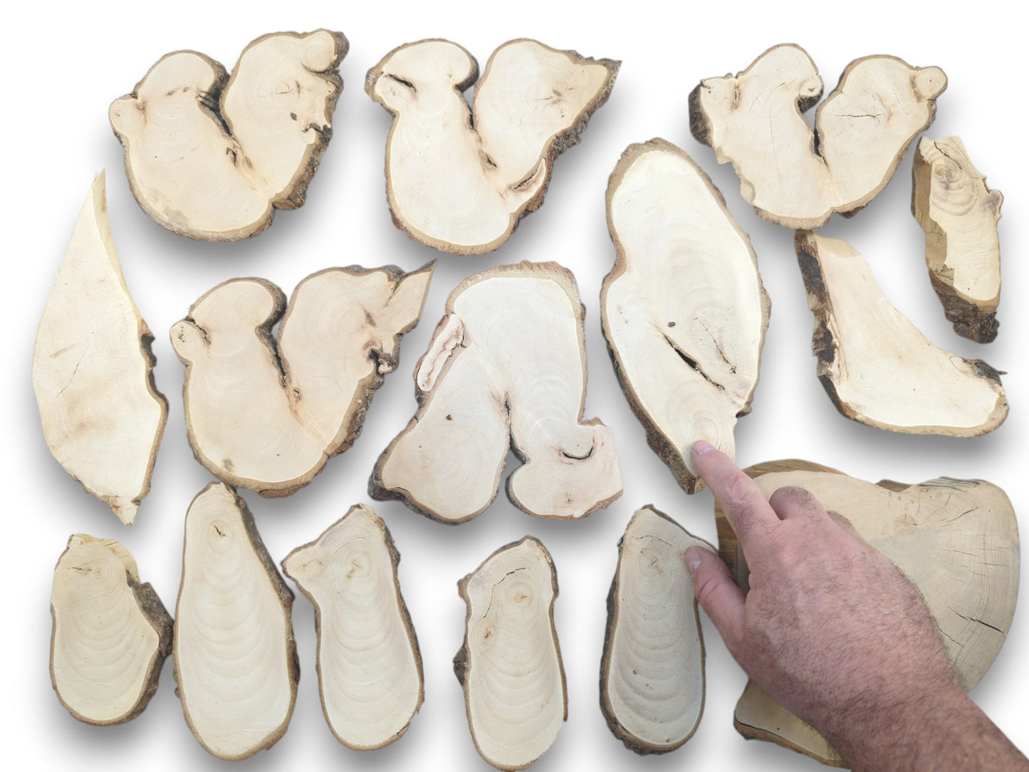 A hand points to a collection of natural linden wood slices with live bark edges.