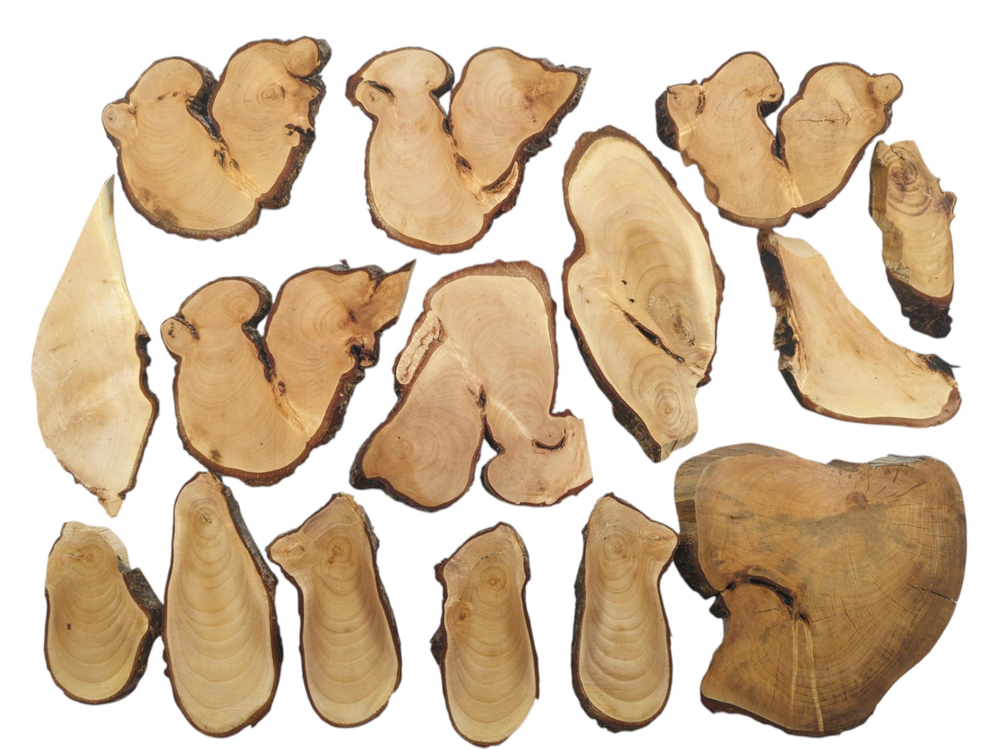 An overhead view of various natural linden wood slices with live bark edges and visible grain.