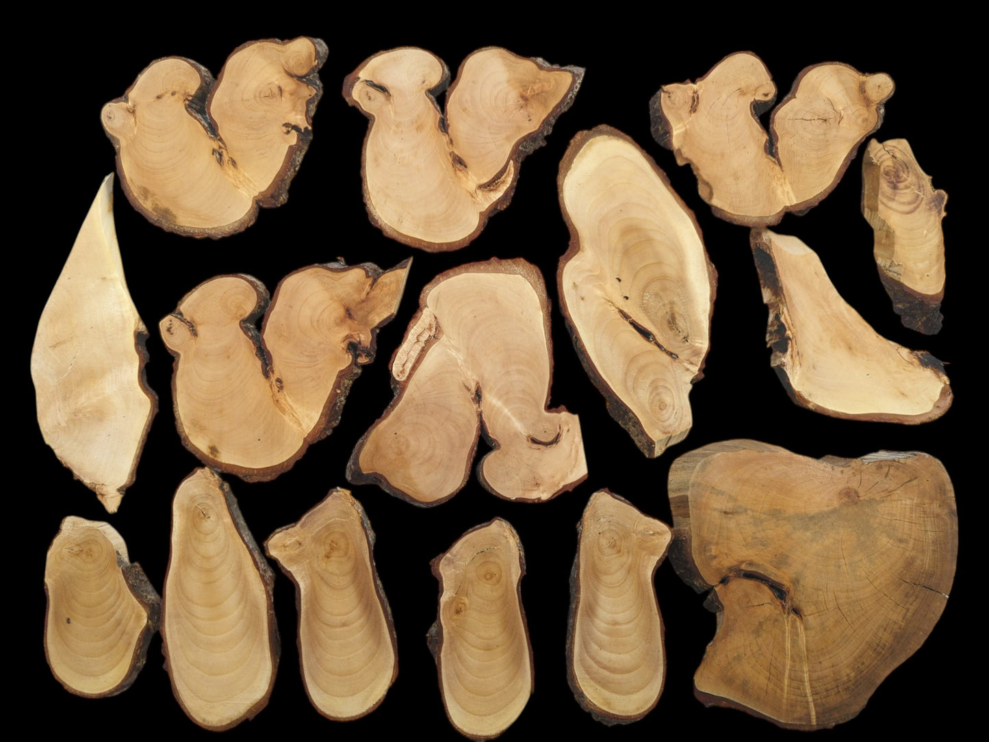 An overhead view of various linden wood slices with natural bark edges and visible grain patterns.