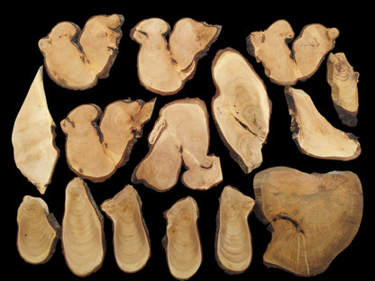 An overhead view of various linden wood slices with natural bark edges and visible grain patterns.