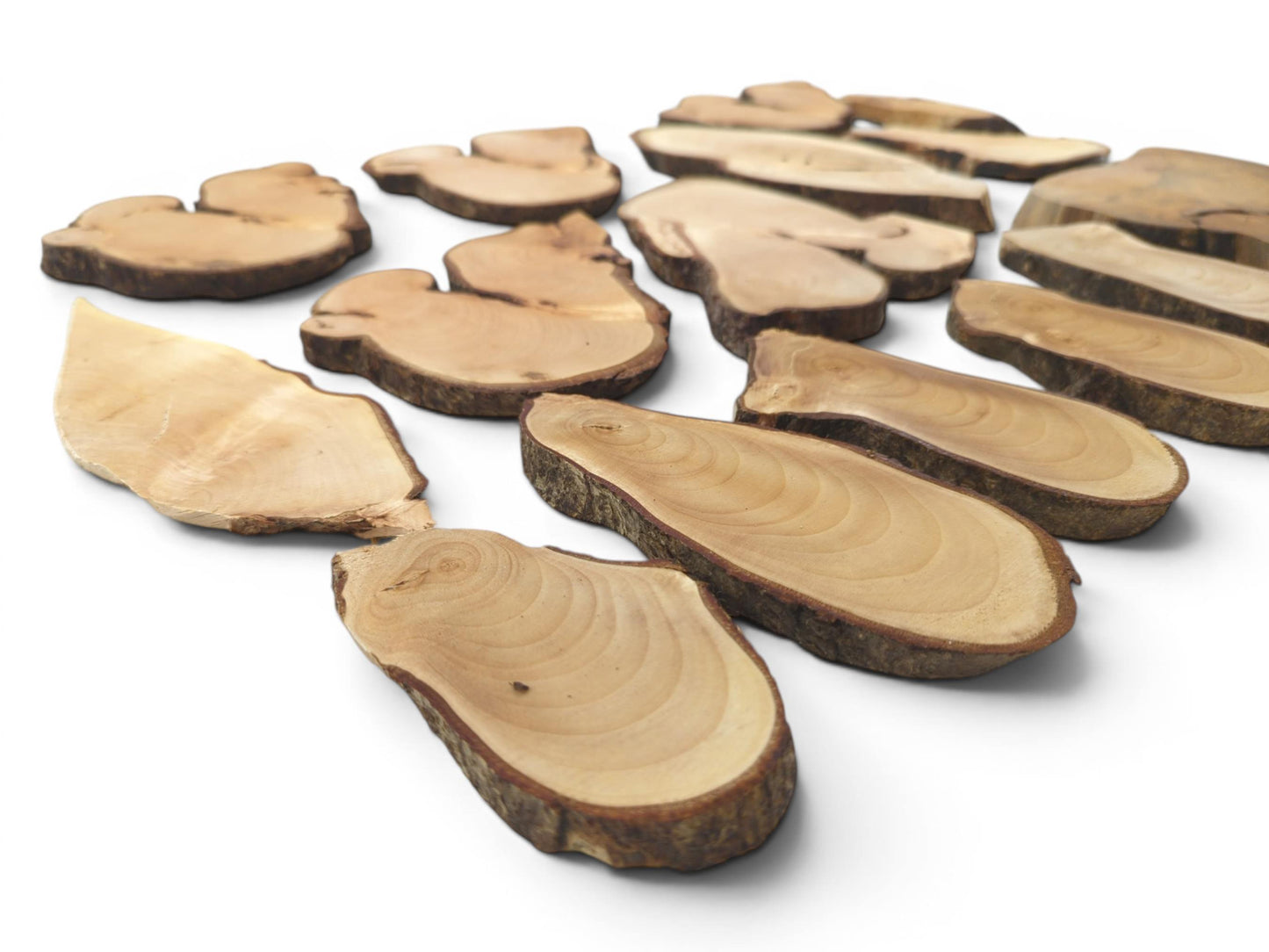An overhead view of various natural linden wood slices with live bark edges and visible grain.