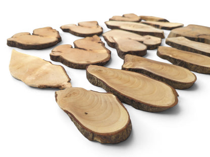 An overhead view of various natural linden wood slices with live bark edges and visible grain.