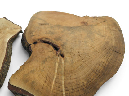 Close-up of two natural linden wood slices with dark bark edges and visible growth rings.