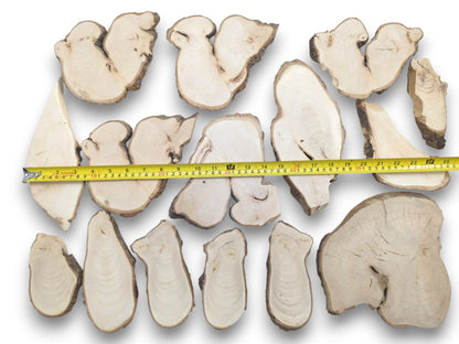 An overhead view of various light-colored linden wood slices with natural bark edges and a measuring tape.