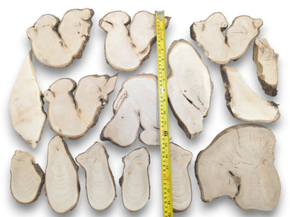 An overhead view of various light-colored linden wood slices with natural bark edges and visible grain.