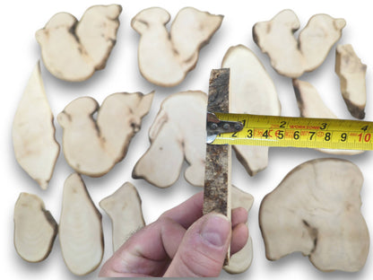 An overhead view of various light-colored linden wood slices with natural bark edges.
