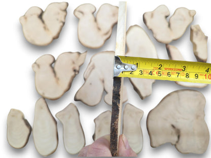 An overhead view of various light-colored linden wood slices with natural bark edges.