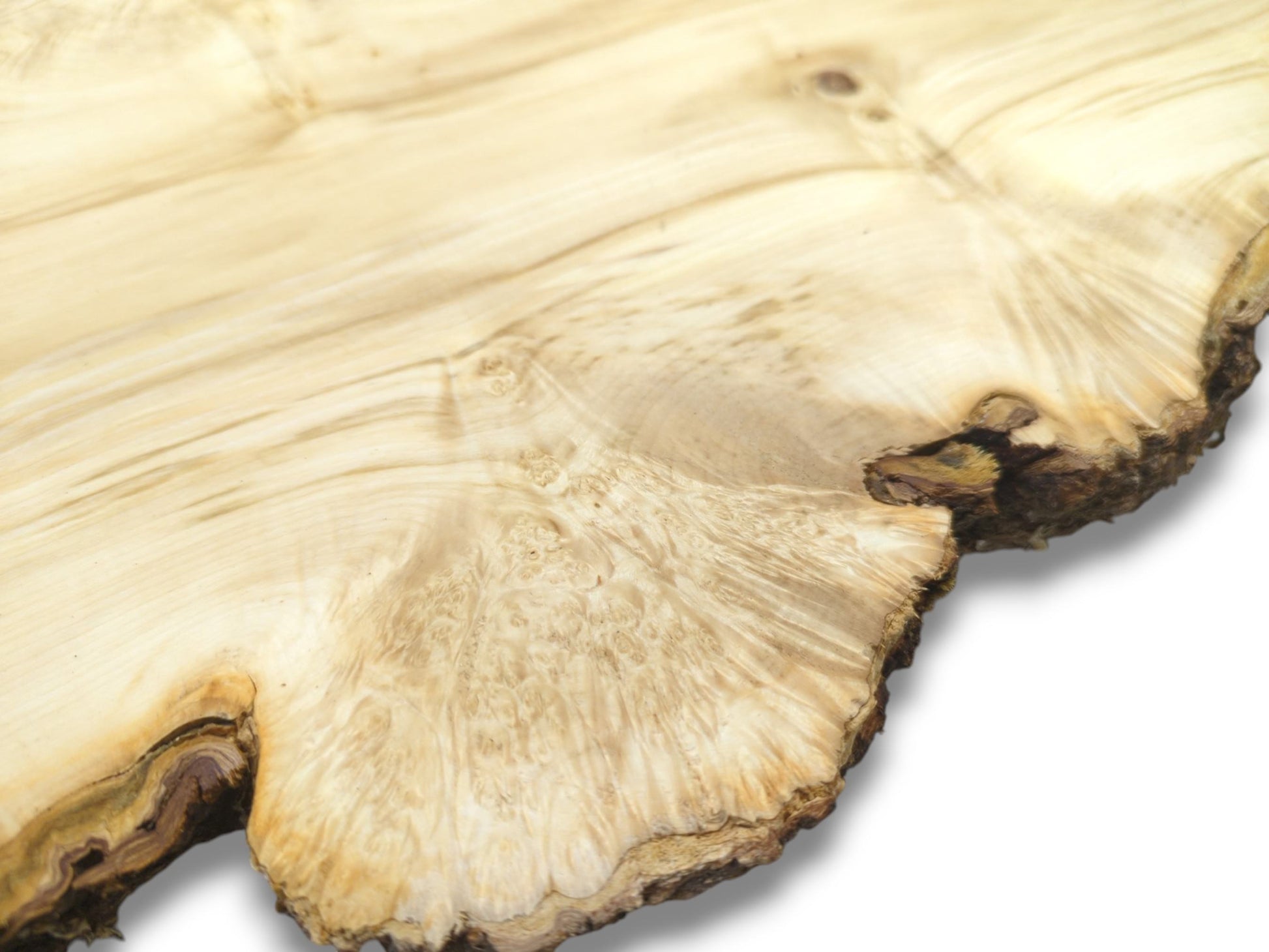 A pale timber slab's surface reveals a clustered burl pattern flowing toward the rugged bark.