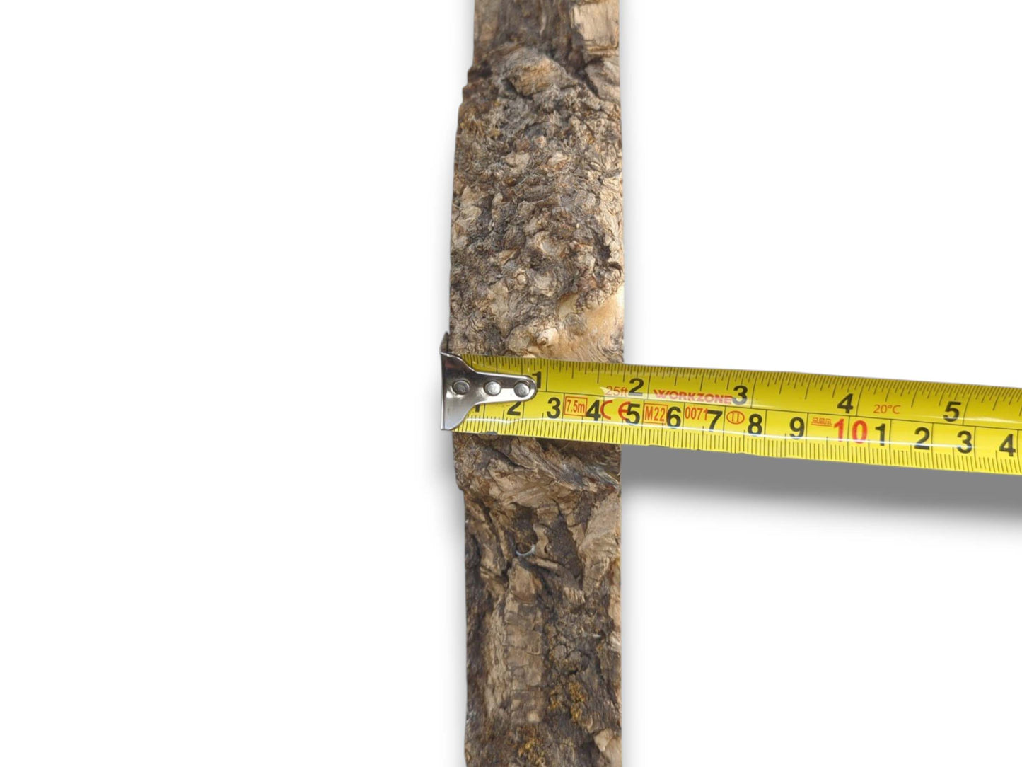 A yellow tape measure shows the width of a vertical timber with rough, craggy bark.