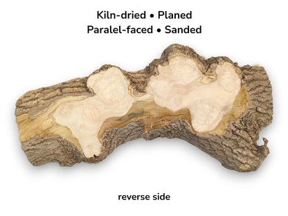 A raw timber cross-section with thick, rugged bark features three pale, sanded burl formations.
