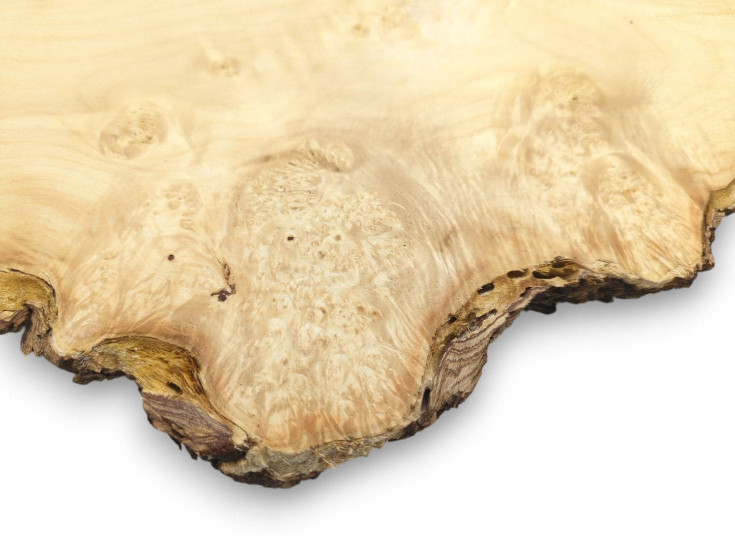 A pale, sanded maple burl displays swirling bird's-eye figuring along a dark, textured live edge.