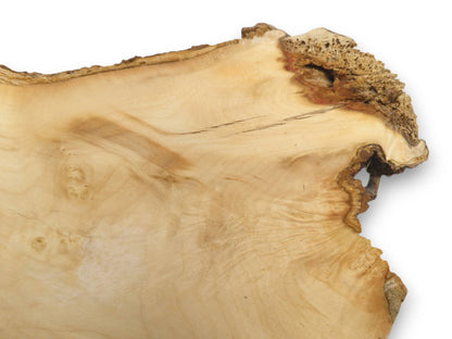 A pale maple burl shows a porous, cavernous formation and a small archway cutout.