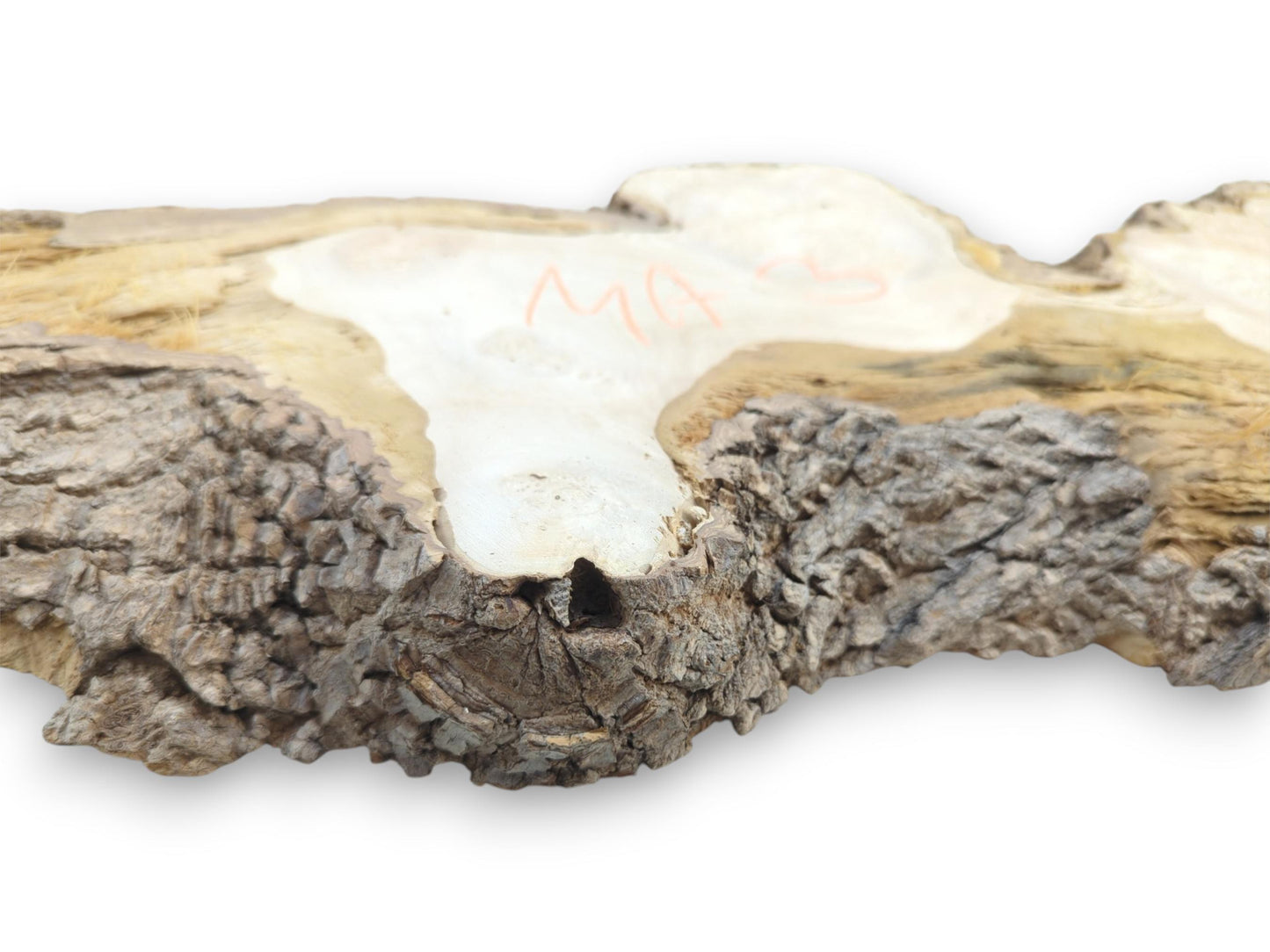 A low-angle view contrasts the thick, craggy bark with the pale, smooth wood surface.
