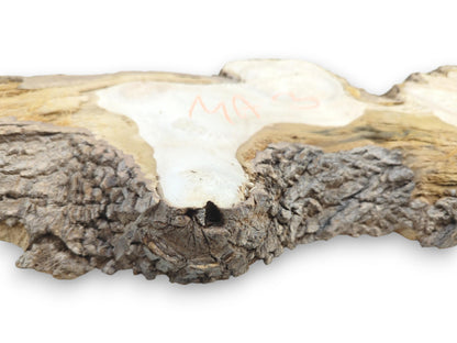 A low-angle view contrasts the thick, craggy bark with the pale, smooth wood surface.