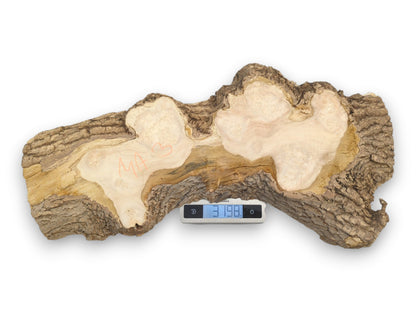 A raw maple burl with orange crayon marks rests on a digital scale, weighing 3198.