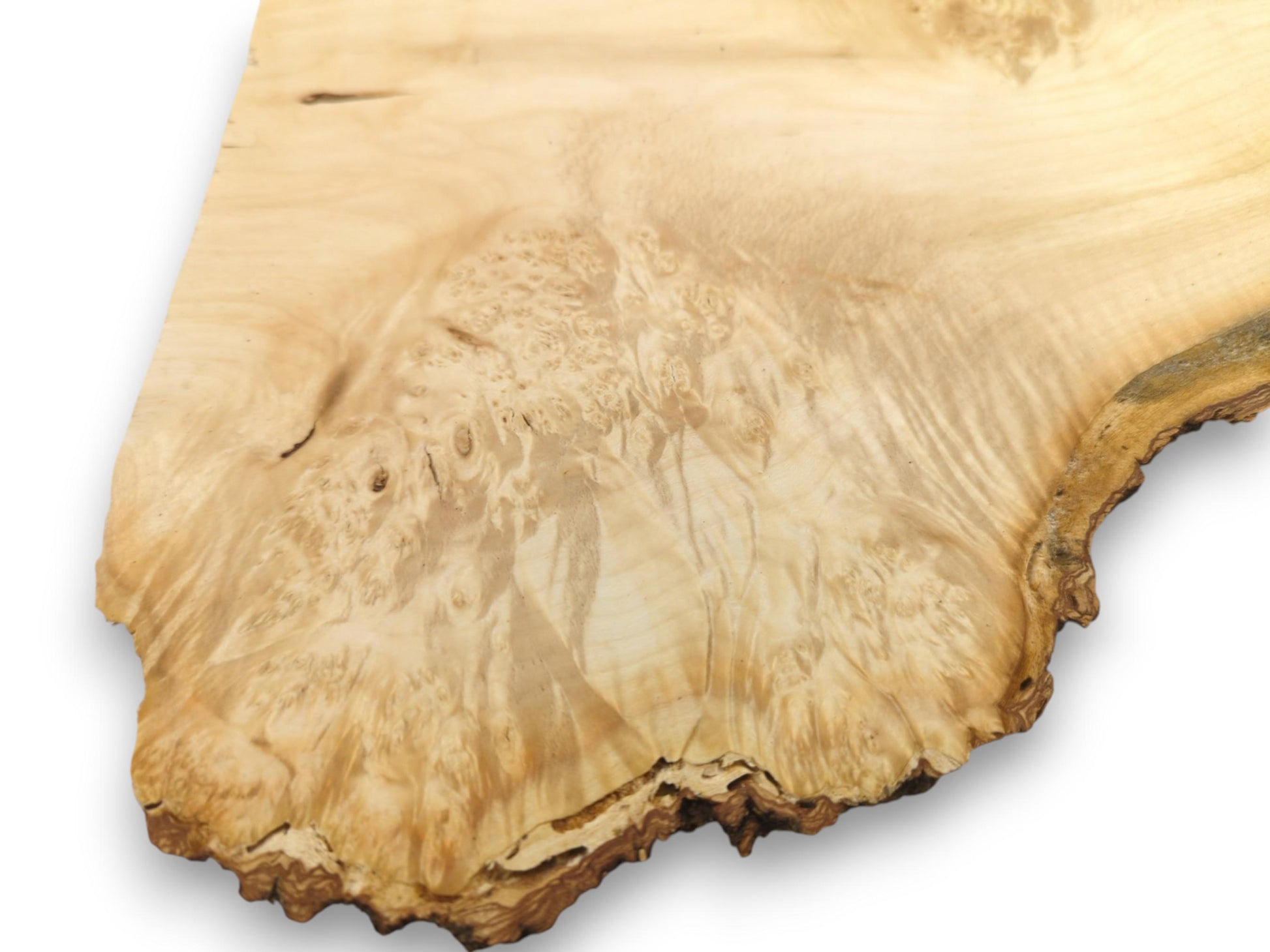 A creamy maple plank, seen at an angle, reveals lustrous grain and dense burl patterns.