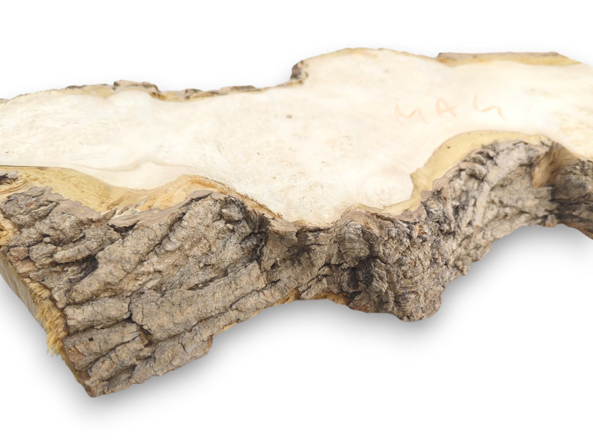 A low-angle perspective emphasizes the thick, rugged bark contrasting with the pale, smooth wood surface.