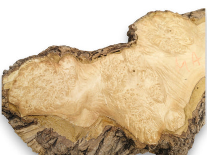 A wood's polished surface shows chaotic, circular figuring contrasting its raw, craggy bark border.