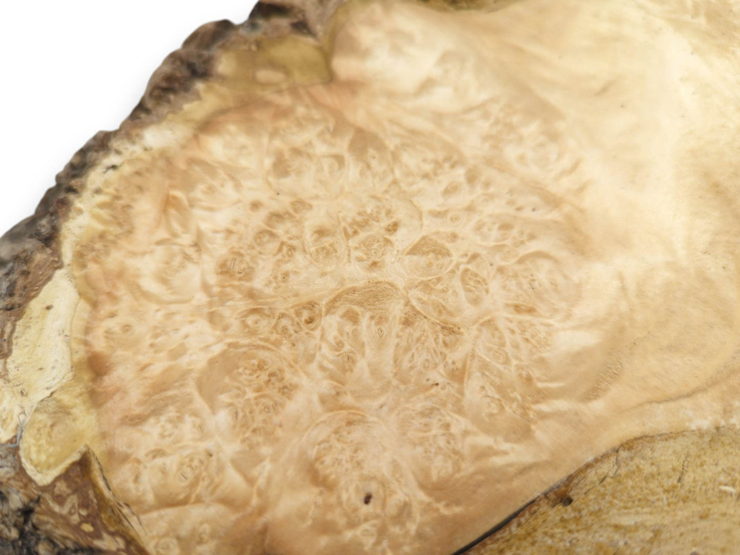 A pale burl's surface shows dense, cellular figuring contrasting with its dark, coarse rind.
