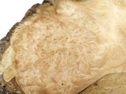 A pale burl's surface shows dense, cellular figuring contrasting with its dark, coarse rind.