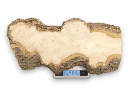 A raw burl section with orange writing rests on a digital scale reading 2446.