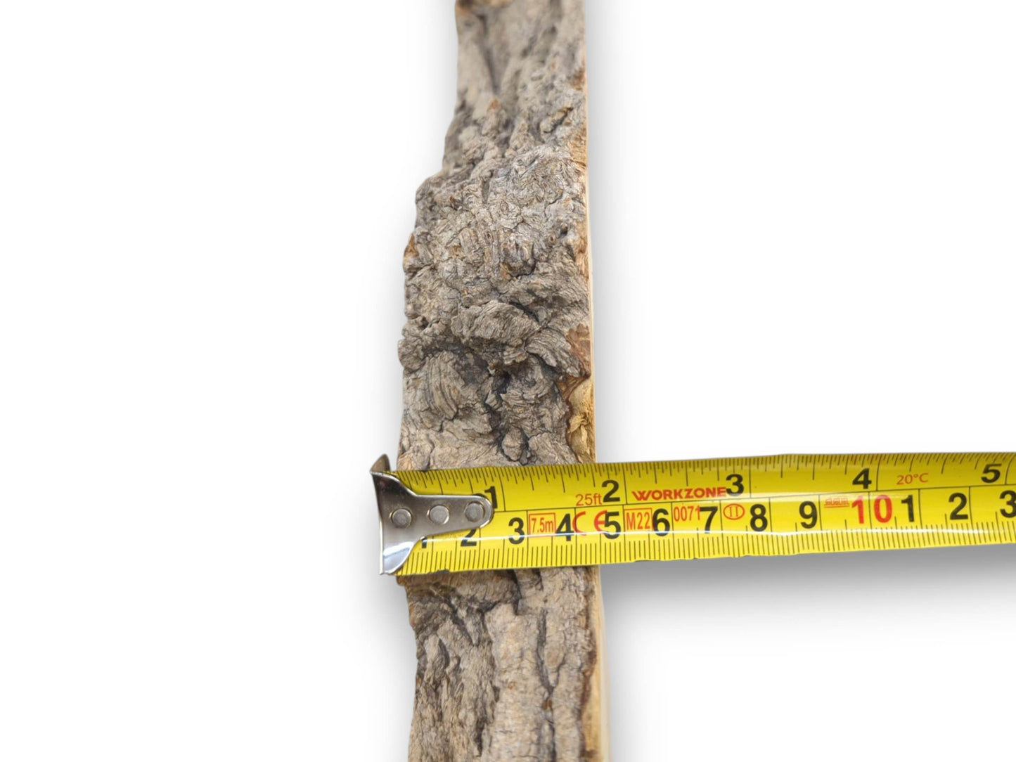A yellow tape measure gauges the width of a vertical timber with gnarled bark.