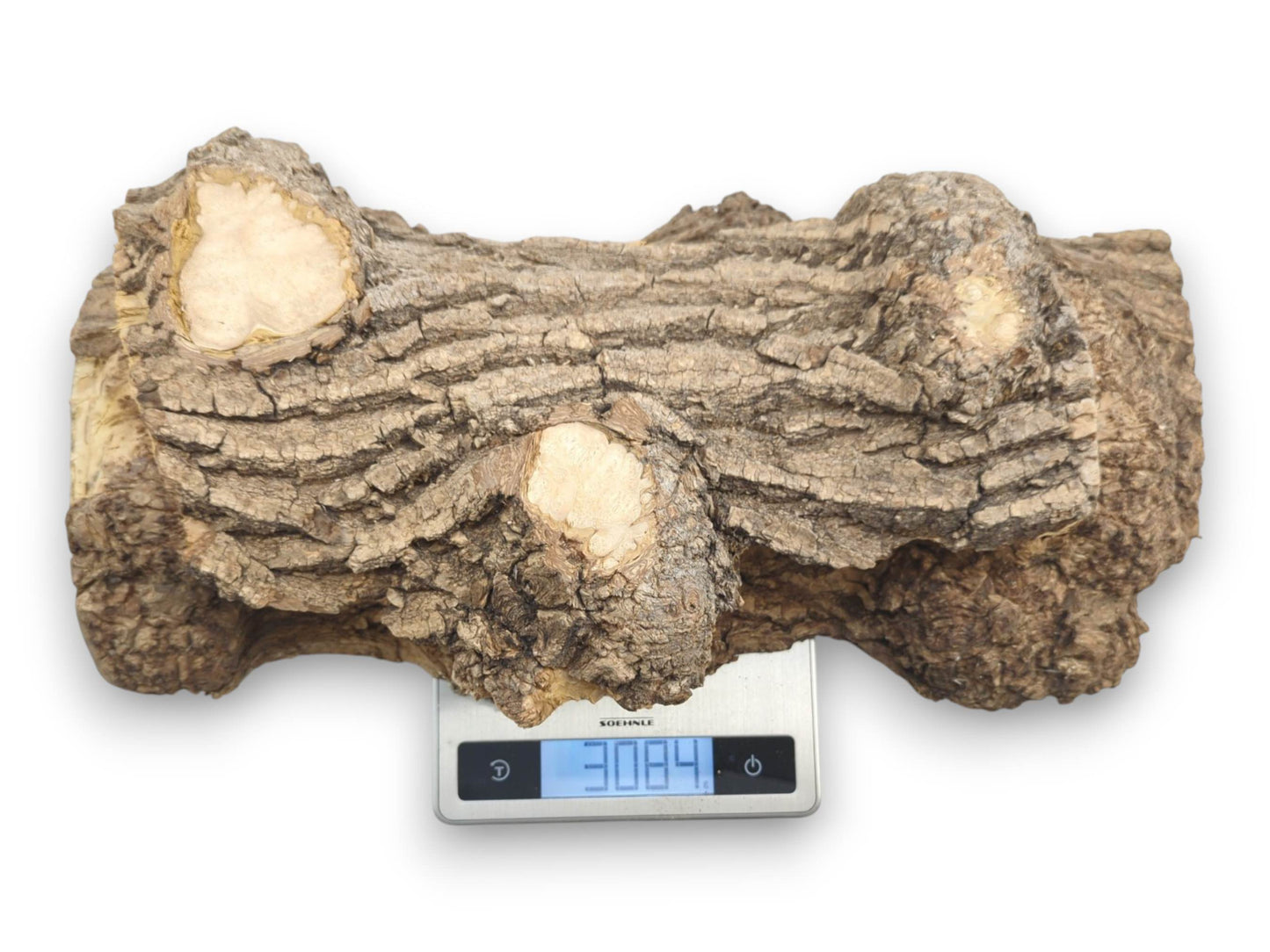 A long, gnarled maple burl with cut knots sits on a digital scale reading 3084.
