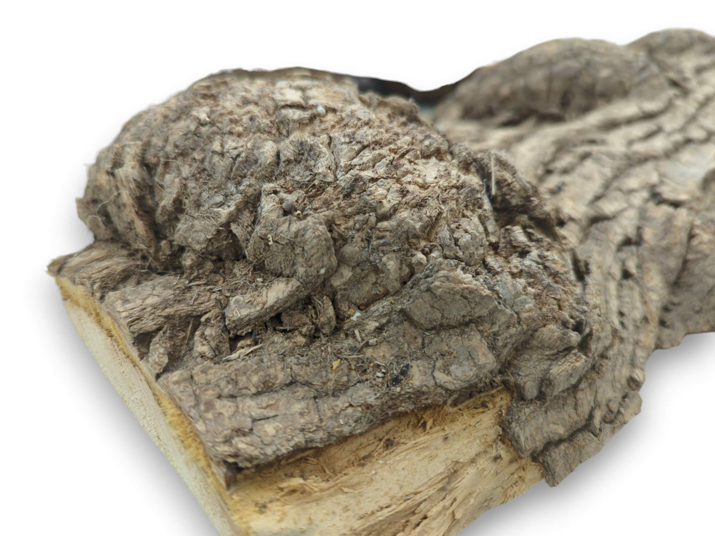 A low-angle perspective reveals the thick, rocky texture of a maple burl's natural rind.