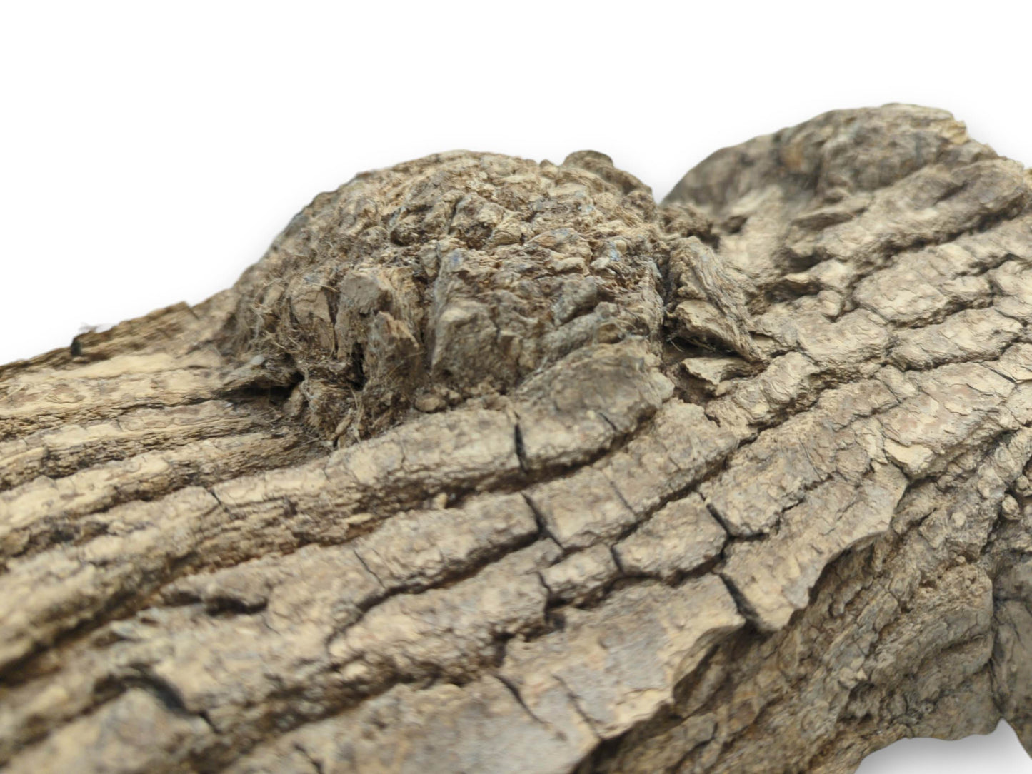 The rugged, fissured landscape of a maple burl's bark rises toward the camera.