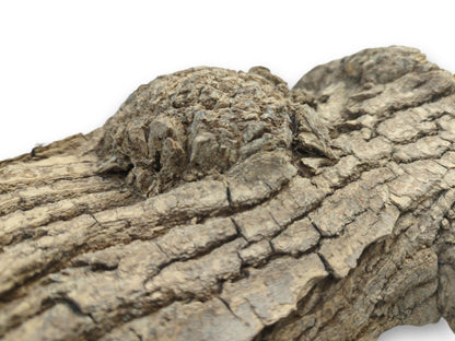 The rugged, fissured landscape of a maple burl's bark rises toward the camera.
