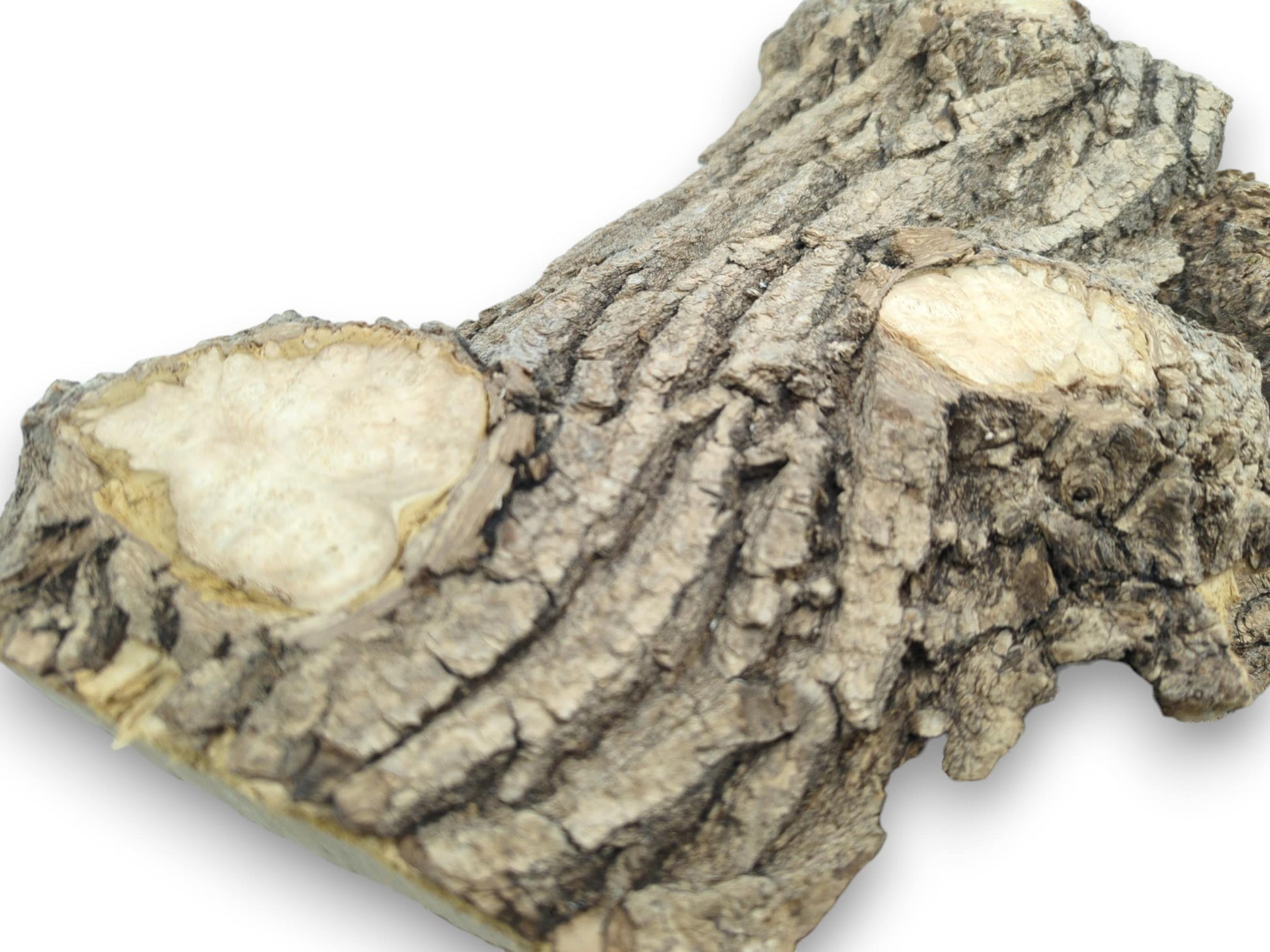 Two smooth, pale knots emerge from the deeply grooved, gray bark of a timber burl.