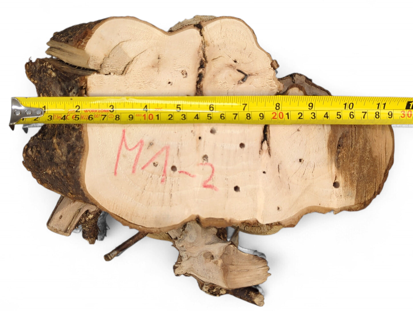 An irregular, light brown wood slice with a sanded top, rough bark edge, and a measuring tape.