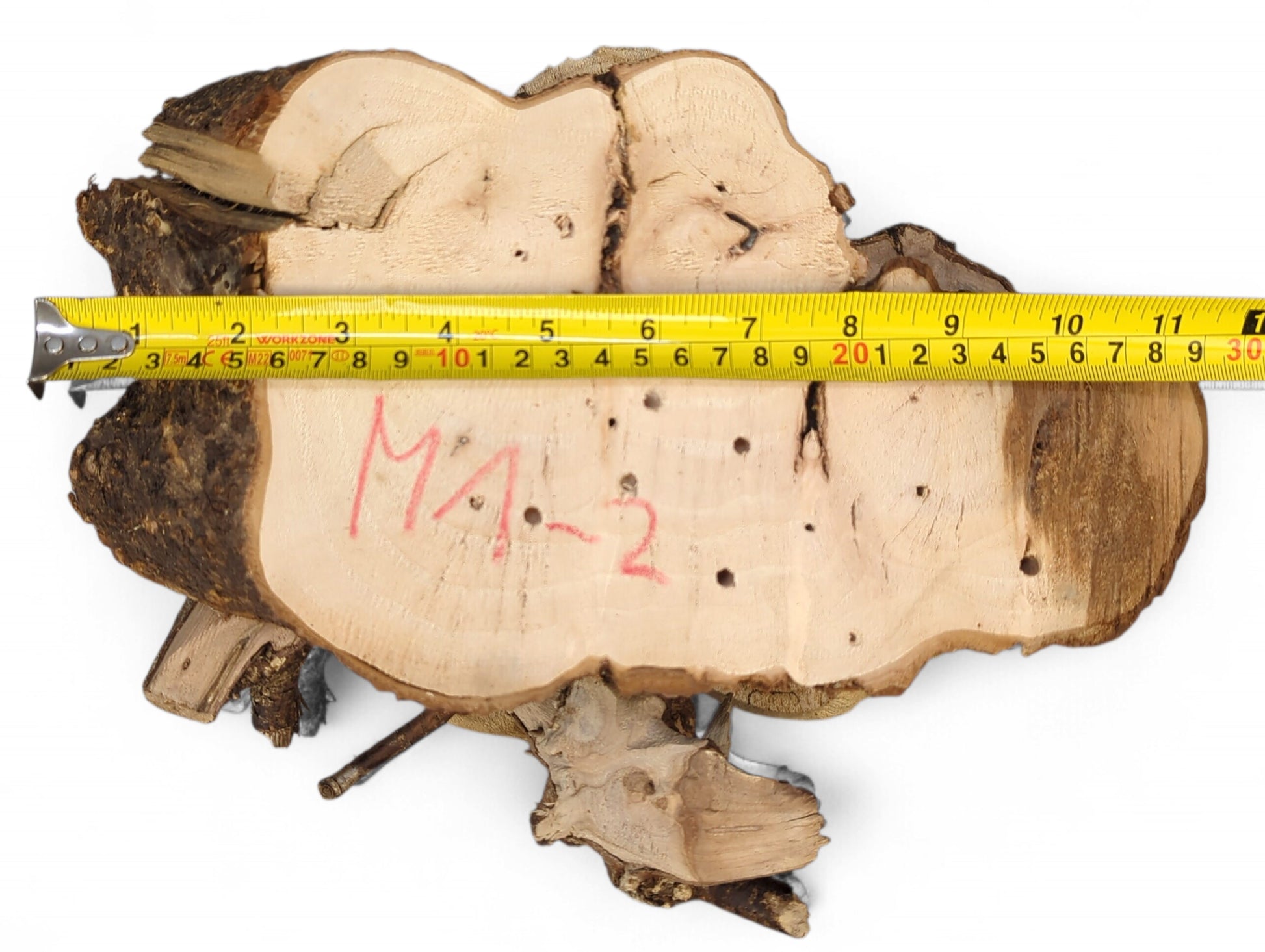 An irregular, light brown wood slice with a sanded top, rough bark edge, and a measuring tape.