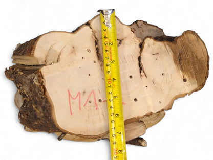 Irregular wood slice, light sanded face, dark bark, vertical yellow measuring tape, and red 'MA' mark.