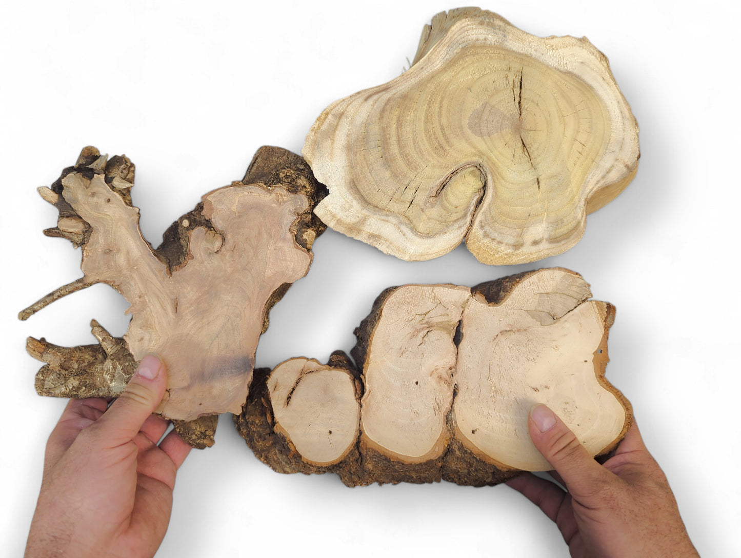 Three irregularly shaped, light-toned, planed linden, hazel, and mulberry wood slices, held by hands.