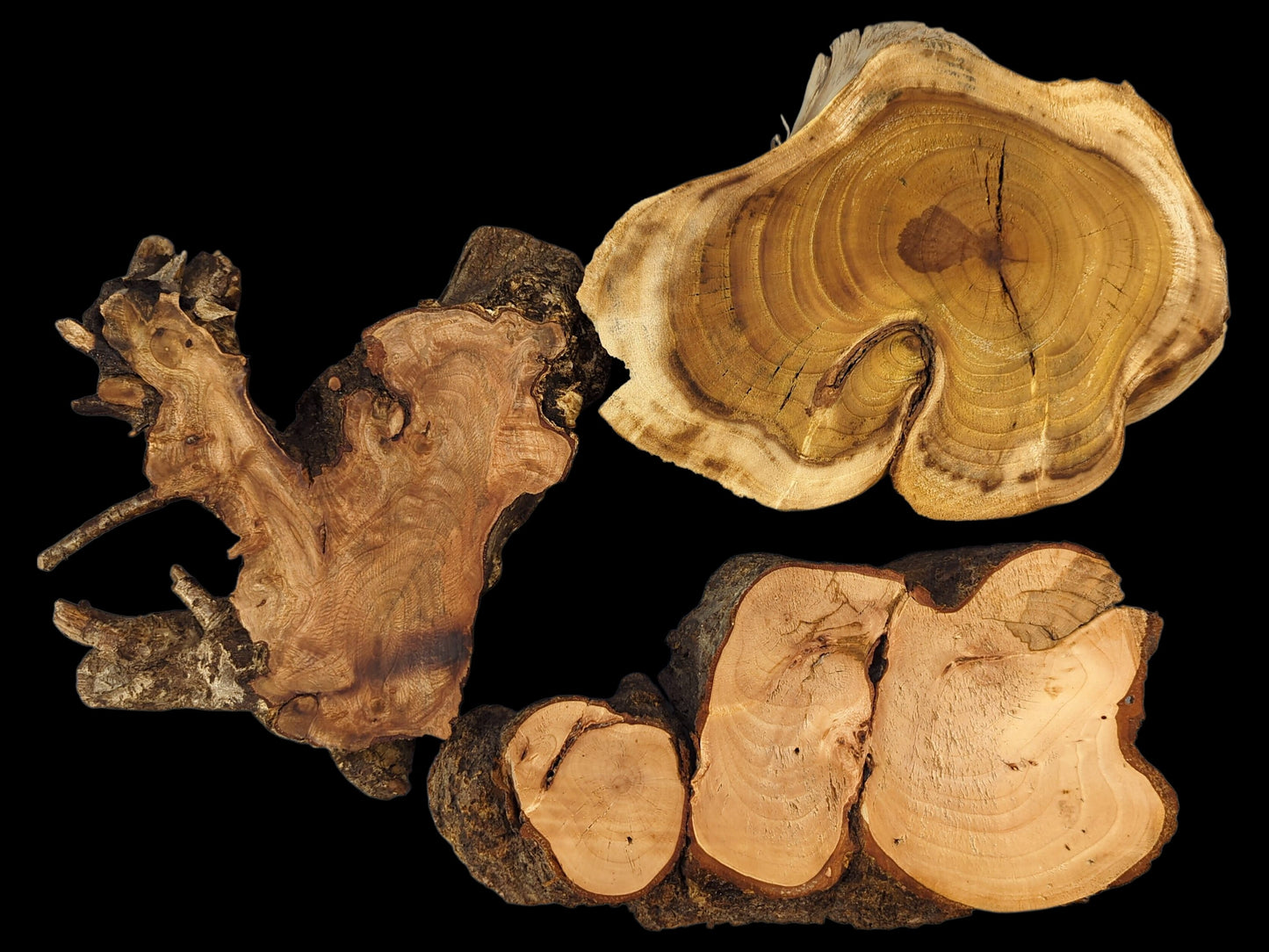 Collage of three raw, live edge linden, hazel, and mulberry wood slices, sanded.